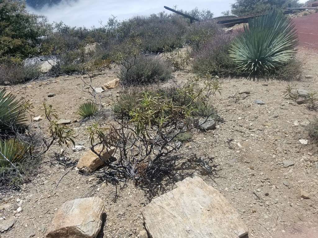 Sunset Peak Trail | Glendora Ridge Rd, Mt Baldy, CA 91759, USA