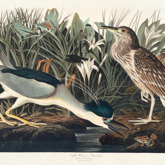 Audubon Prints | 9720 Spring Ridge Ln, Vienna, VA 22182, USA | Phone: (703) 759-5567