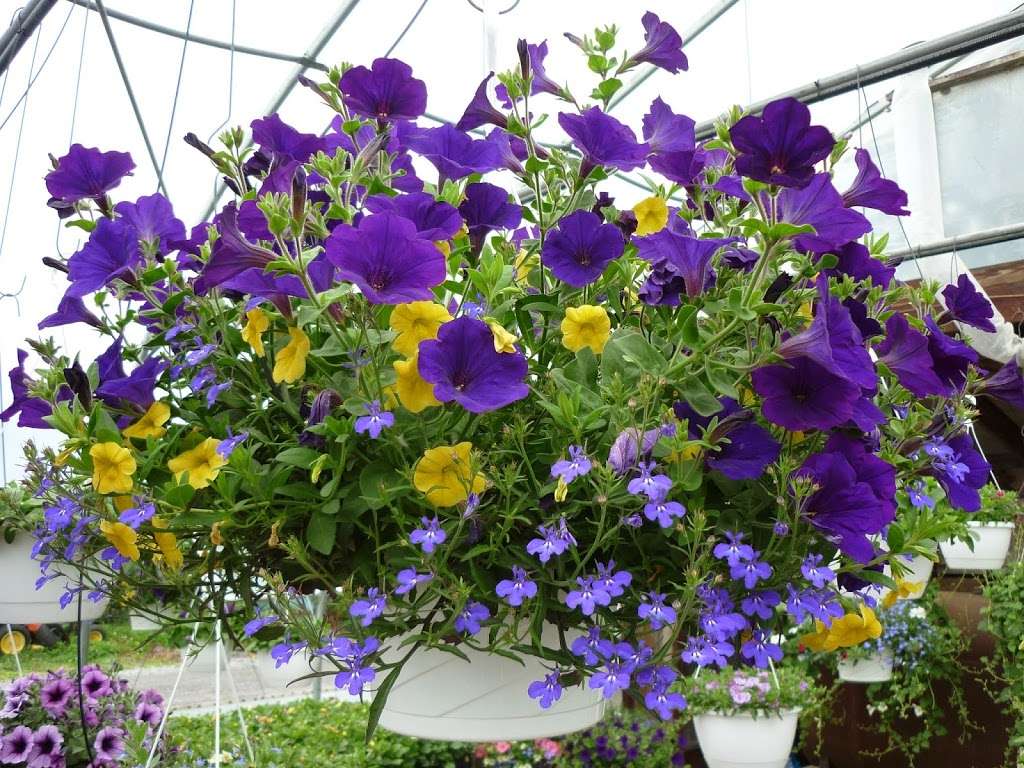 Michelles Greenhouses | 201 Plymouth St, Middleborough, MA 02346, USA | Phone: (508) 923-0409