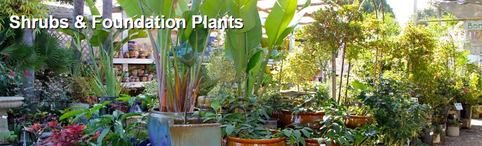 Andersons La Costa Nursery | 400 La Costa Ave, Encinitas, CA 92024, USA | Phone: (760) 753-3153