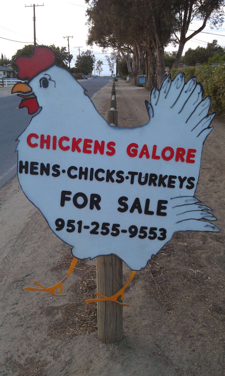 Chickens Galore | 4291 Valley View Ave, Norco, CA 92860, USA | Phone: (951) 255-9553