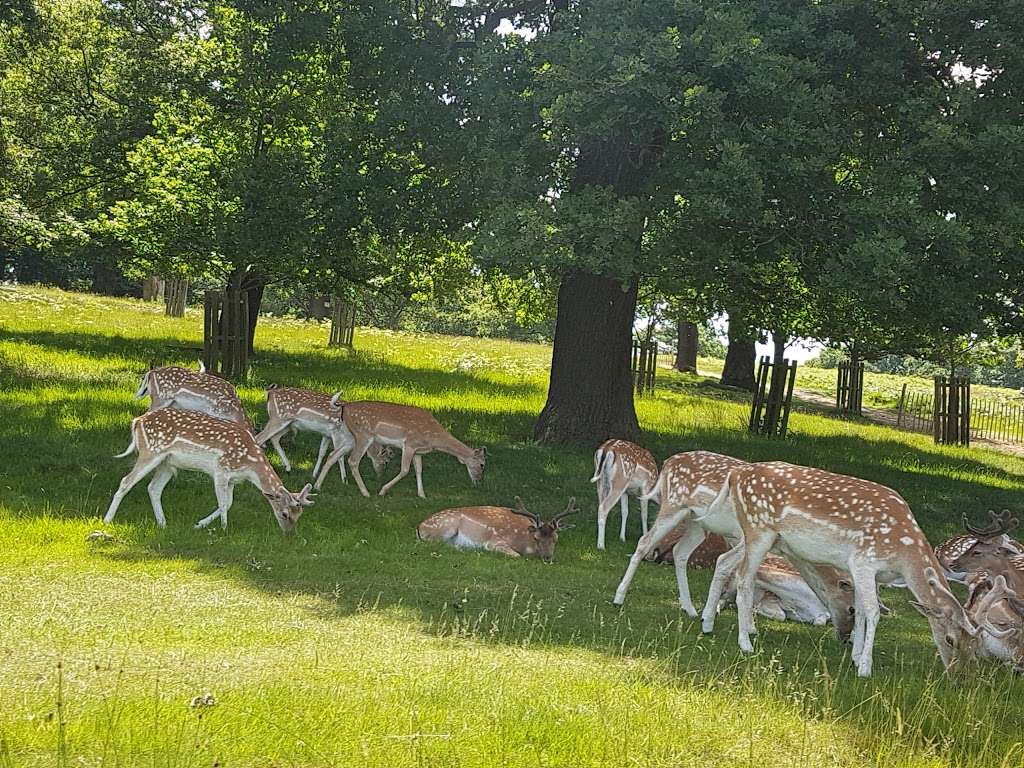 Richmond Park | Richmond, UK | Phone: 0300 061 2200