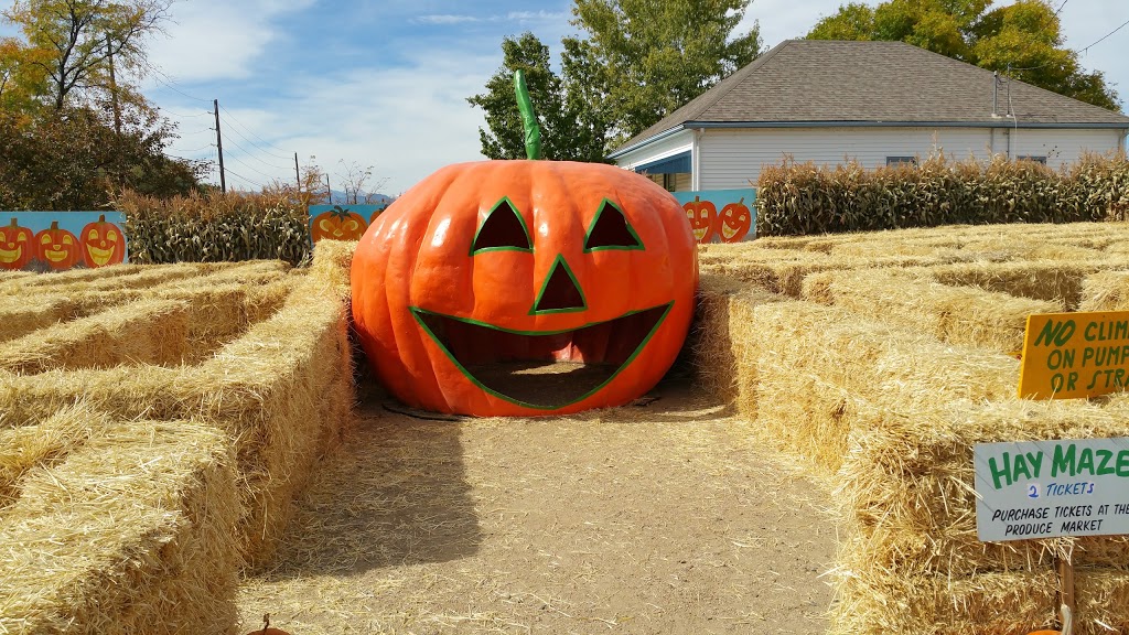 Rocky Mountain Pumpkin Ranch | 9059 Ute Hwy, Longmont, CO 80503, USA | Phone: (303) 684-0087