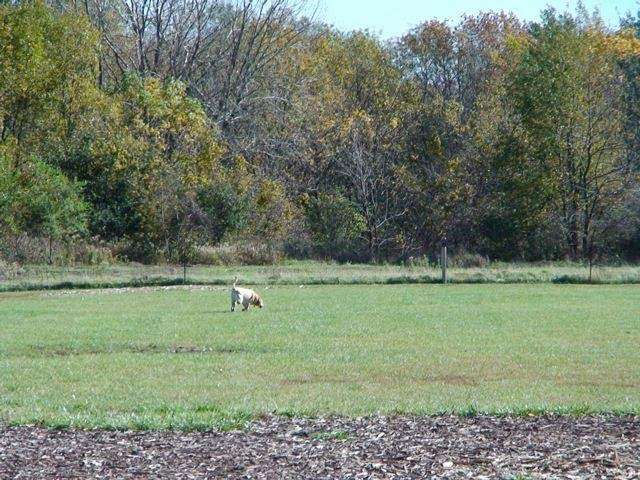 Rovers Run Dog Park | 191st St, Homewood, IL 60430, USA | Phone: (708) 957-0300