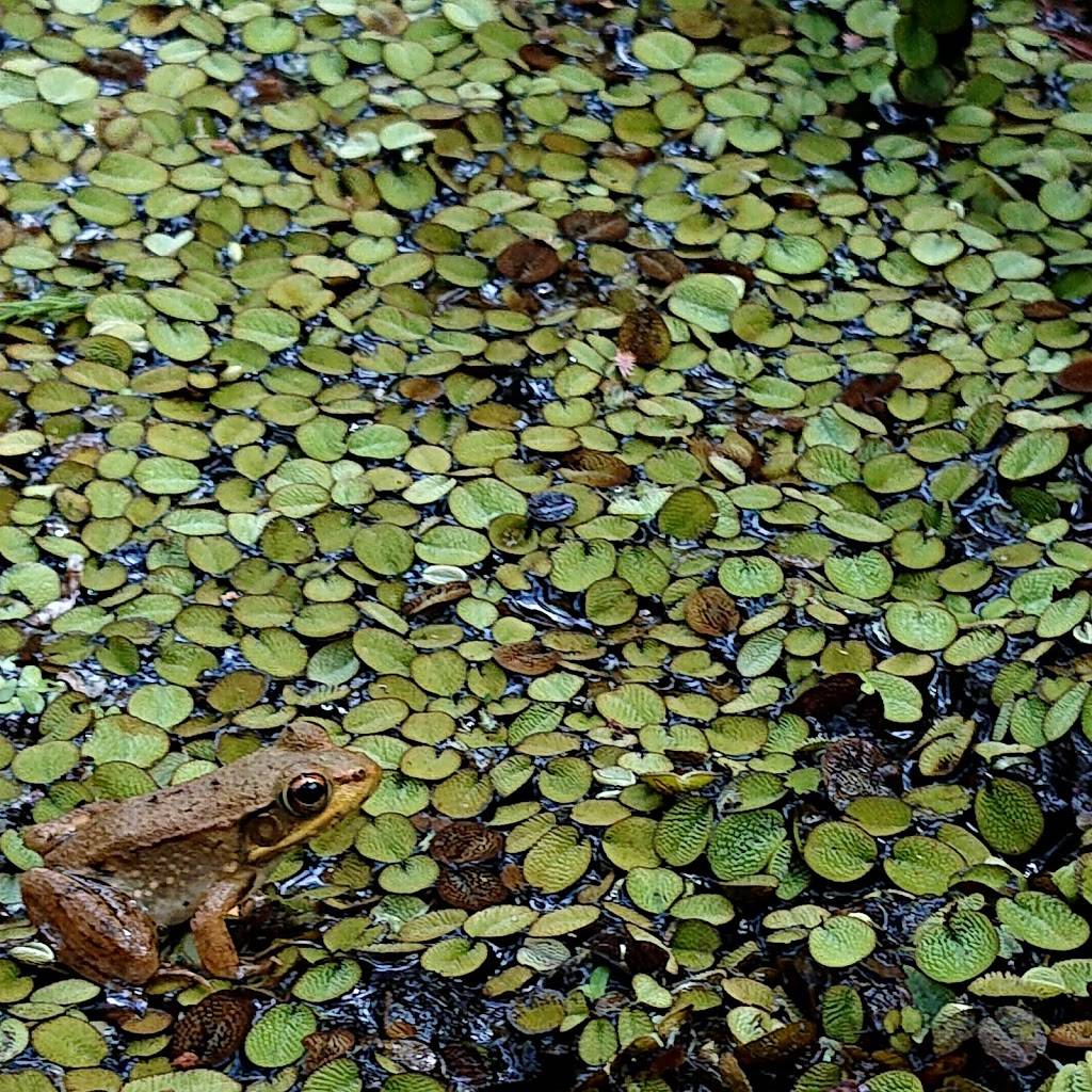 Barataria Preserve Visitor Center | 6588 Barataria Blvd, Marrero, LA 70072, USA | Phone: (504) 589-3882