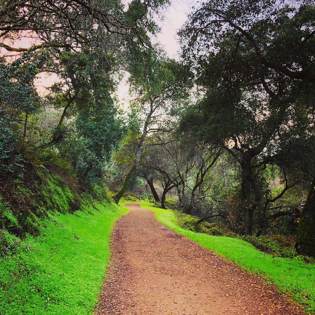 Best Self Walking Therapy | 22500 Cristo Rey Dr, Los Altos, CA 94024, USA | Phone: (408) 813-5324