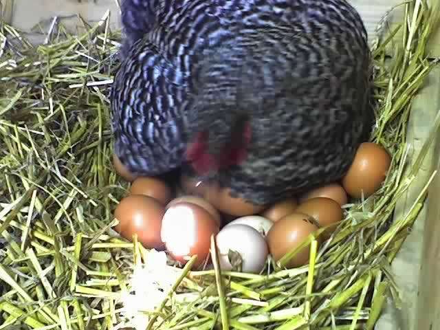 Farm Fresh Eggs Market | 18909 Shepherdstown Pike, Keedysville, MD 21756, USA | Phone: (301) 328-3996