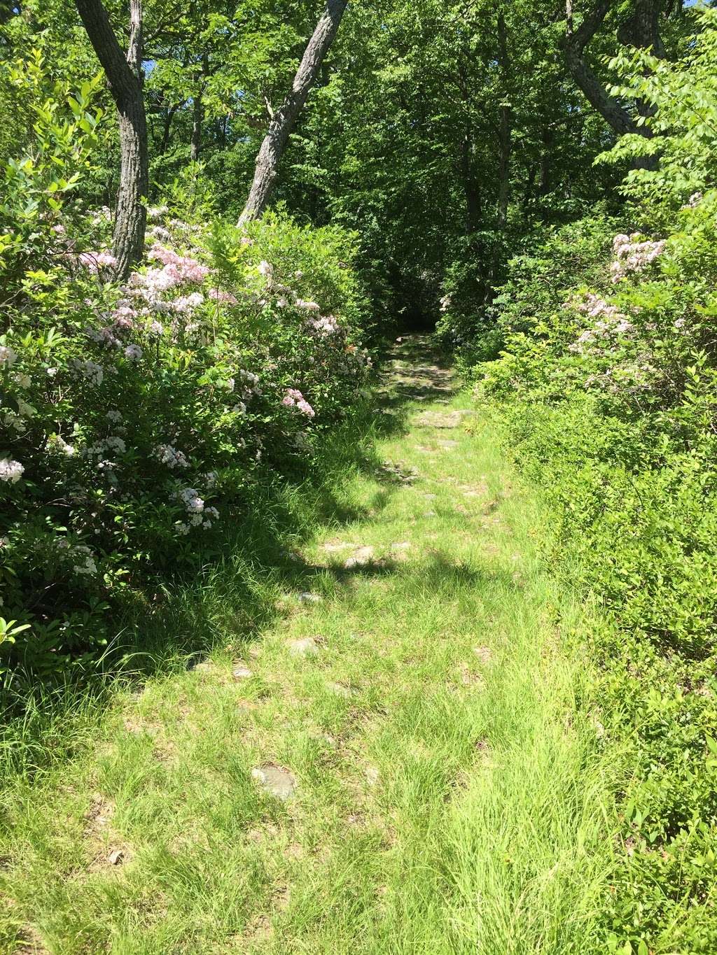 Sunfish Pond hike | Columbia, NJ 07832, USA