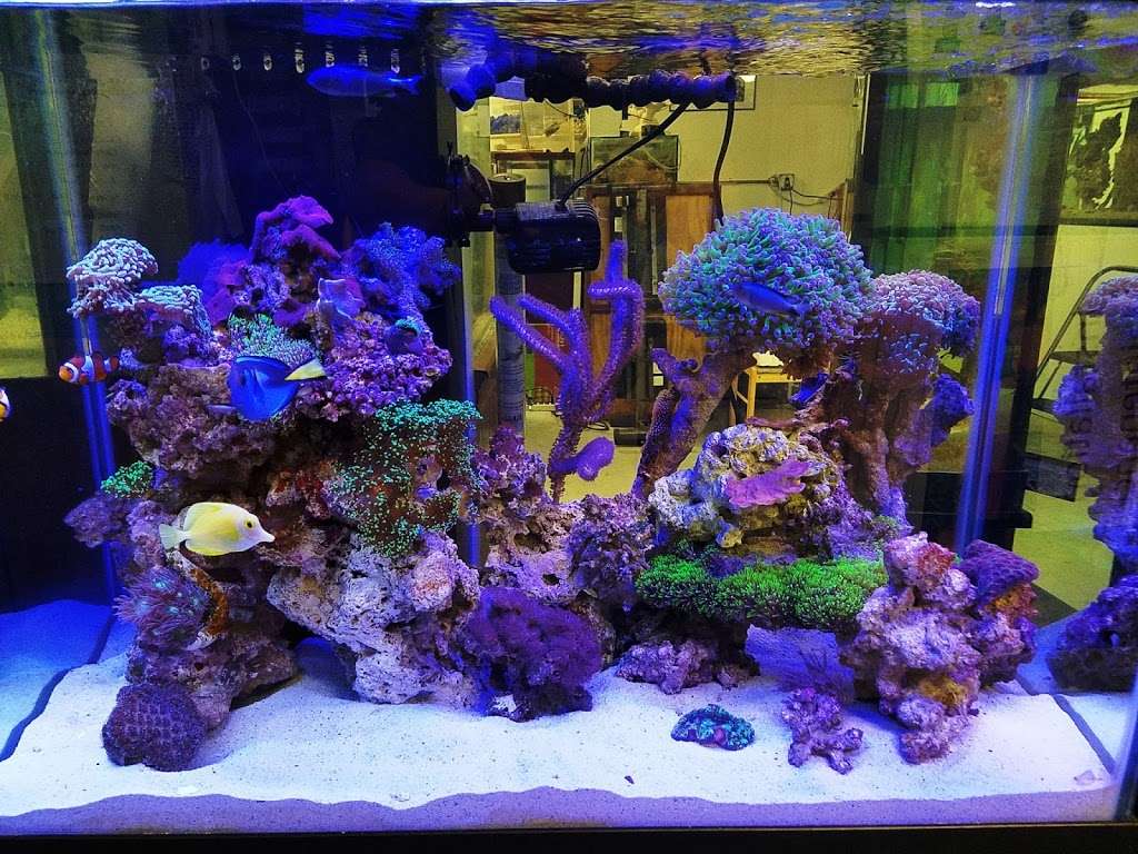 Exotic Reef Designs | 11115 Mills Rd # 110, Cypress, TX 77429 | Phone: (832) 594-0369