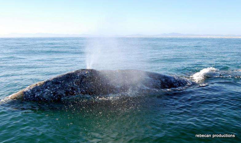 WHALES OF BAJA | 28508 Huckleberry Ln, San Marcos, CA 92069, USA | Phone: (760) 402-2806