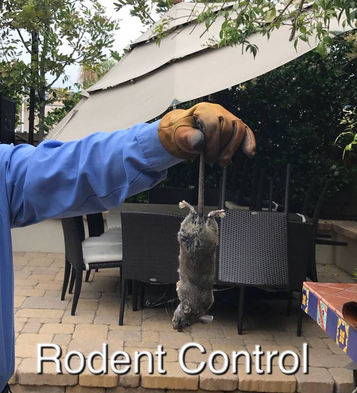 Xtreme Pest Control | 2016 S Lanoitan Ave, National City, CA 91950, USA | Phone: (619) 992-9315