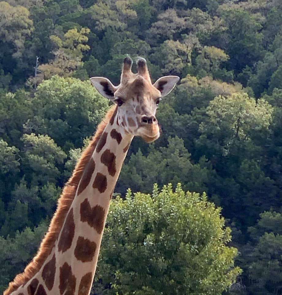 Natural Bridge Wildlife Ranch | 26515 Natural Bridge Caverns Rd, San Antonio, TX 78266, USA | Phone: (830) 438-7400