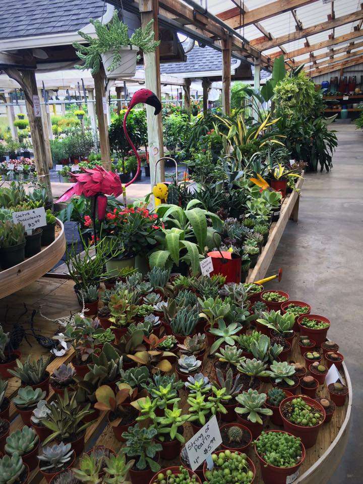 Thomas Moreno Landscape Nursery Inc | 9046, 5650 Orange Blvd, Sanford, FL 32771 | Phone: (407) 324-2115