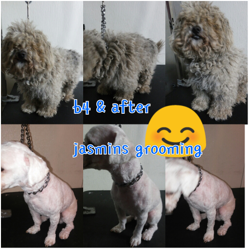 Jasmins Pet Store & Grooming | 520 W Alondra Blvd, Compton, CA 90220, USA | Phone: (310) 635-1804