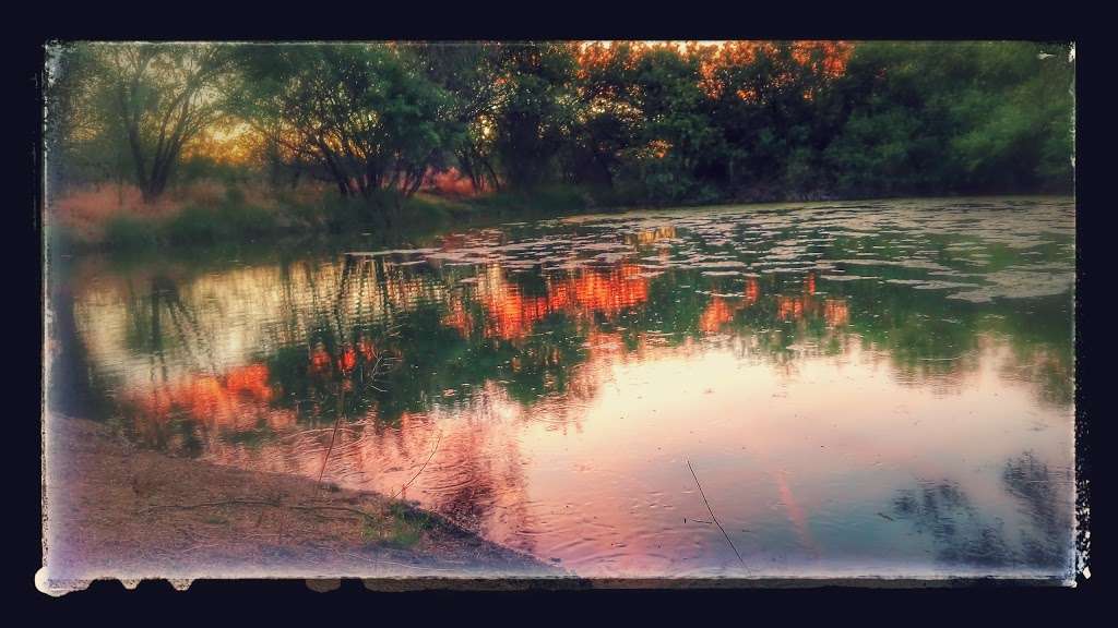 Bullfrog Pond | Phoenix, AZ 85050, USA