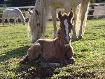 Humphrey Giacopuzzi & Associates Equine Hospital | 4774 Donlon Rd, Somis, CA 93066, USA | Phone: (805) 386-4291