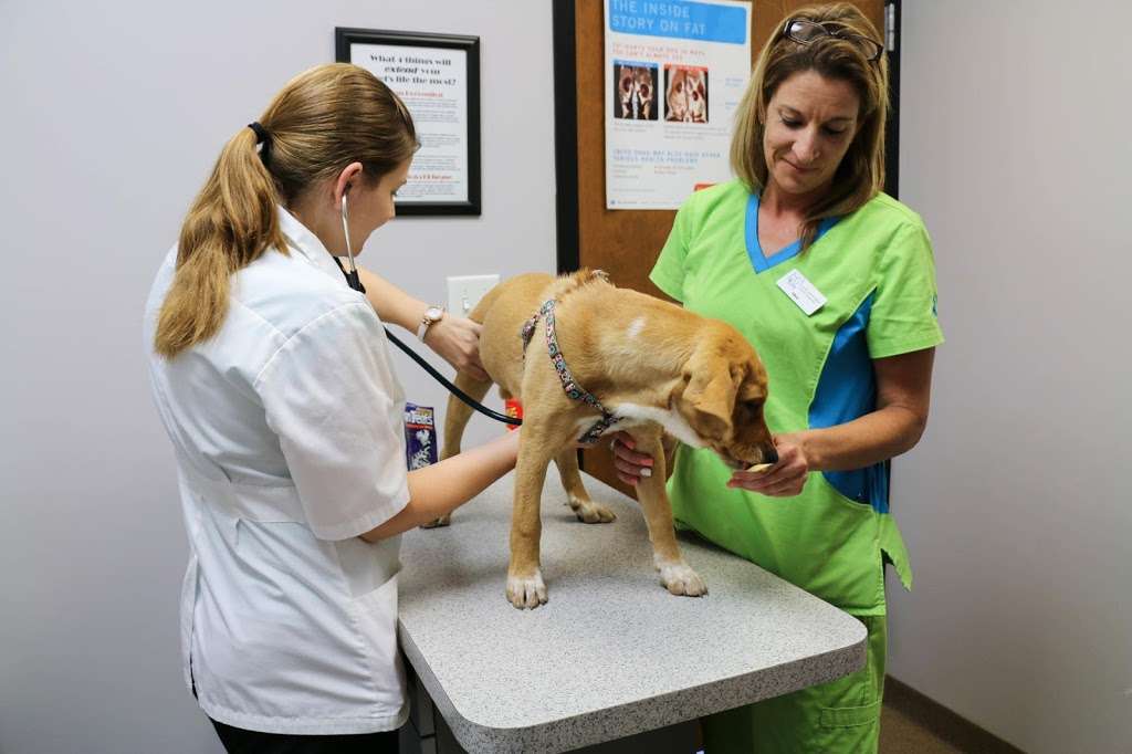 AniMed Animal Hospital | 1715 SW, MO-7, Blue Springs, MO 64014, USA | Phone: (816) 220-0222