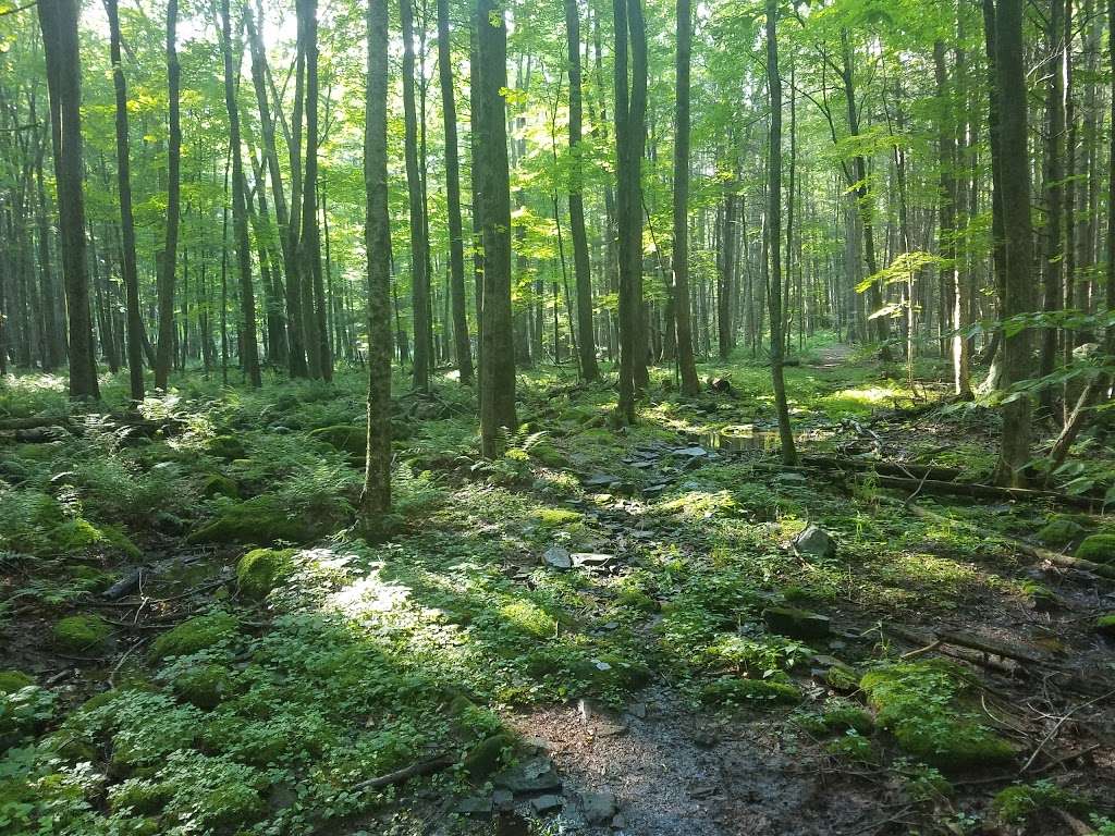 Ledgedale Natural Area | Greentown, PA 18426, USA