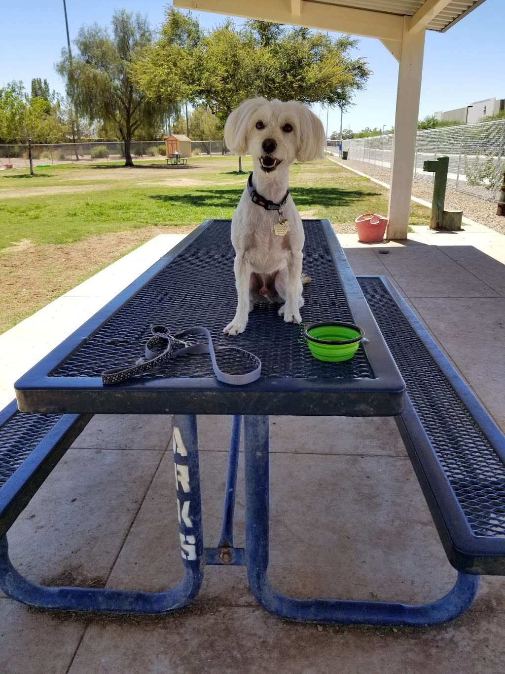 Nozomi Dog Park | Chandler, AZ 85226, USA