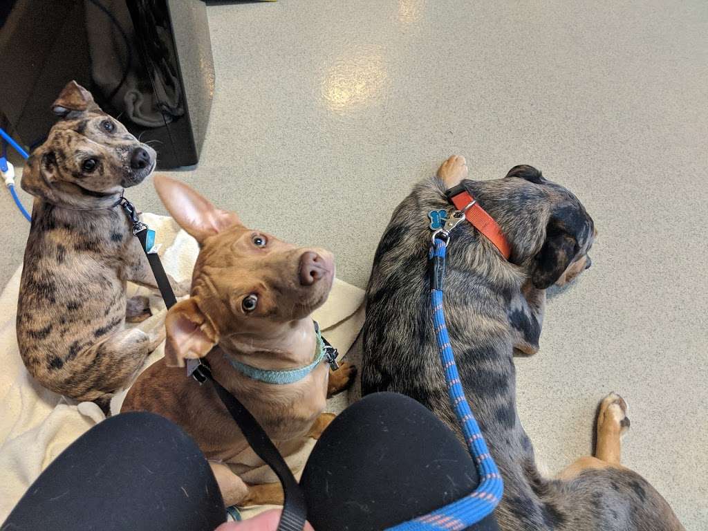 Arlington Heights Veterinary Hospital - South | 4019 S Old State Rd 37, Bloomington, IN 47401, USA | Phone: (812) 822-3774