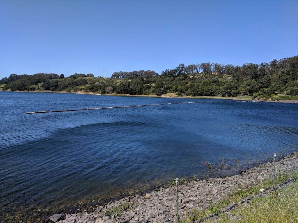 Jepson Laurel Tree | Sawyer Camp Recreation Trail, Burlingame, CA 94010, USA