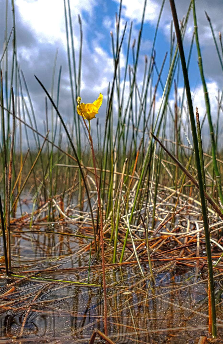 Ottawa Lake Fen State Natural Area | Dousman, WI 53118, USA | Phone: (608) 266-0394