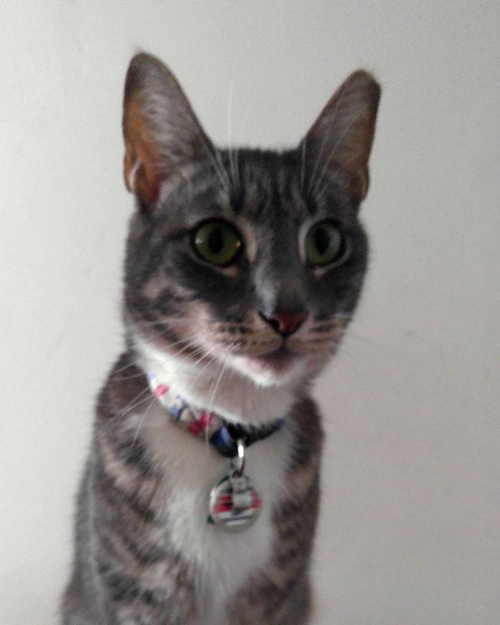 PAWS Spay/Neuter and Wellness Clinic | 2900 Grays Ferry Ave, Philadelphia, PA 19146, USA | Phone: (215) 298-9680