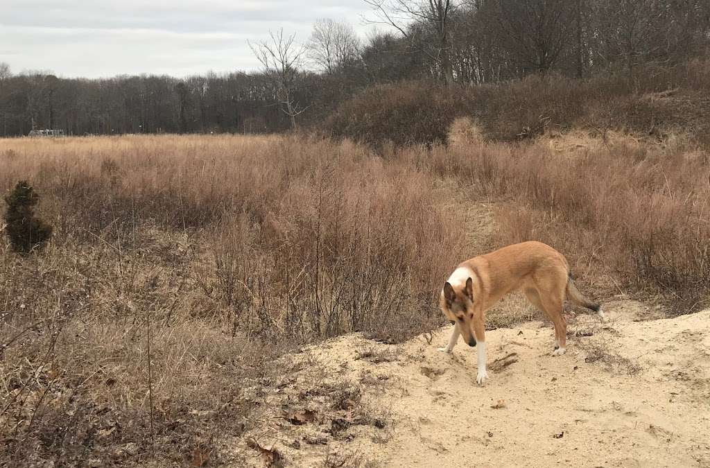 Bear Swamp | 351-, 399 Maxim Rd, Howell, NJ 07731, USA