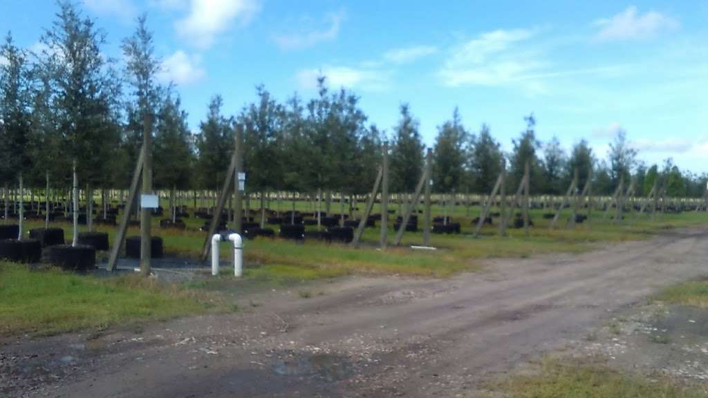 Becker Tree Farm & Nursery | 2400 SE Bridge Rd, Hobe Sound, FL 33455, USA | Phone: (772) 546-3541