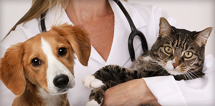 Whiskers and Paws Veterinary Wellness Clinic | 859 Bradley St NE, Concord, NC 28025, USA | Phone: (704) 213-1403