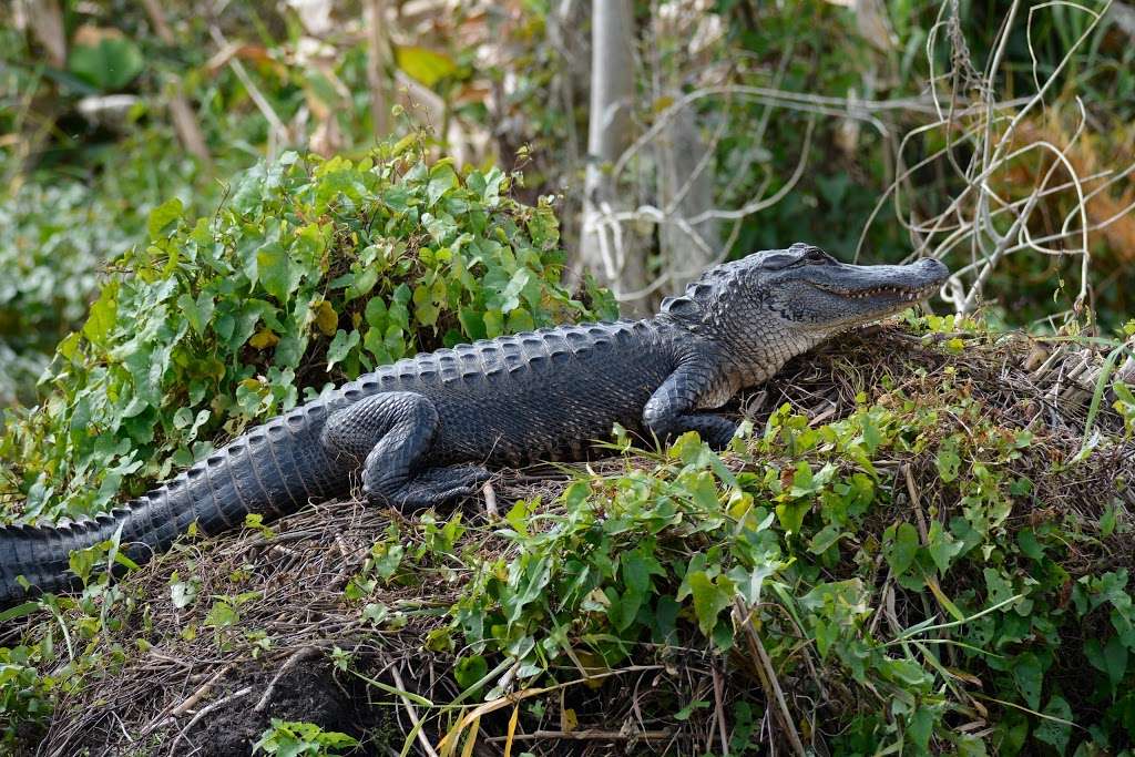 Blue Heron River Tours Inc | 2999 West, FL-44, DeLand, FL 32720, USA | Phone: (386) 873-4843