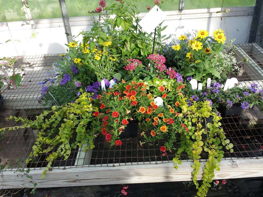 Griers Nursery & Greenhouses | 3229B Grier Nursery Rd, Forest Hill, MD 21050, USA | Phone: (410) 893-2319