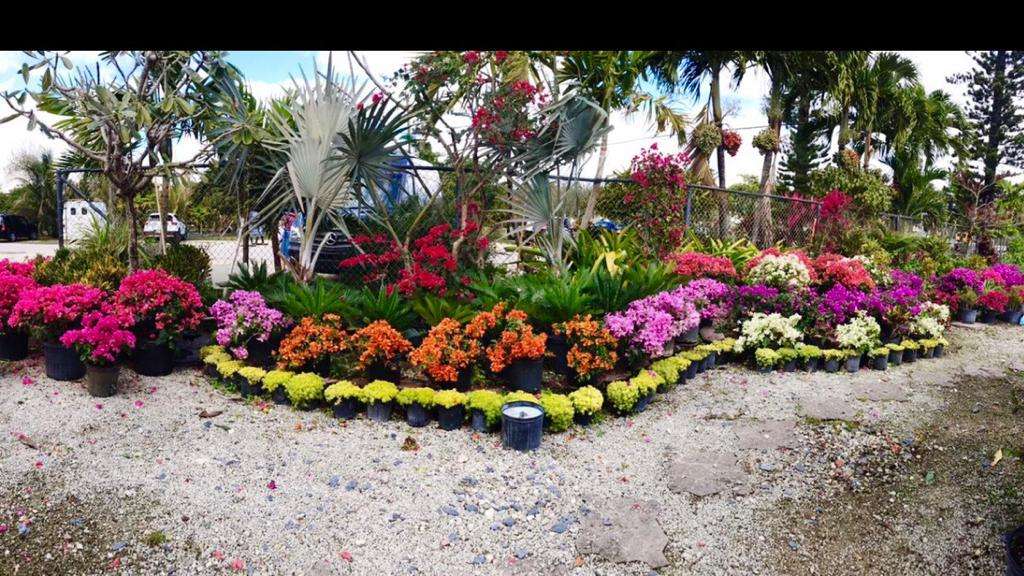 Bloom Nursery | 5150 S Flamingo Rd, Southwest Ranches, FL 33330, USA | Phone: (954) 822-4096