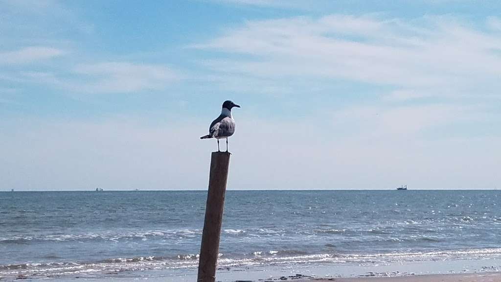 East End Lagoon Nature Preserve | Boddeker Rd, Galveston, TX 77550, USA | Phone: (409) 797-5111