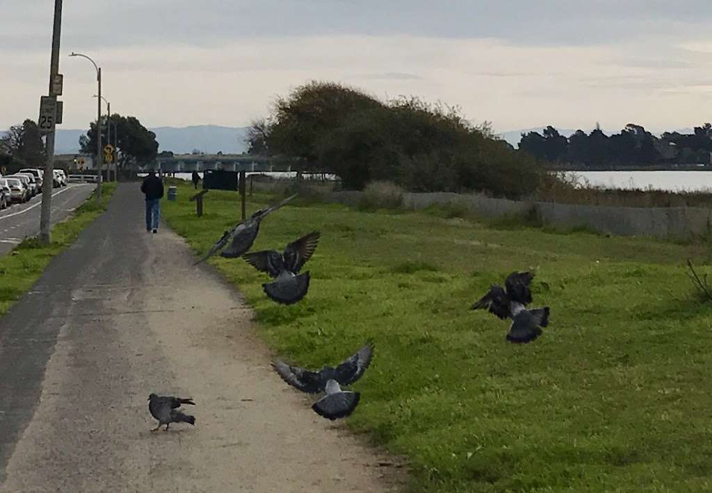 Elsie Roemer Bird Sanctuary | Alameda, CA 94501, USA | Phone: (888) 327-2757