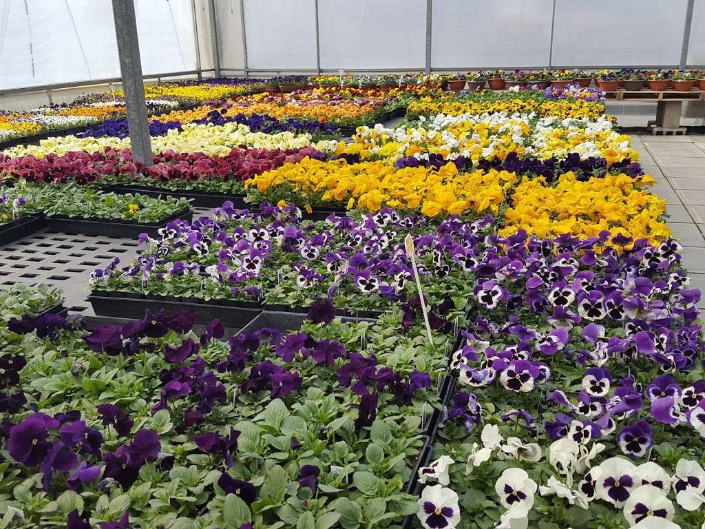 Shenks Greenhouse | 2199 Old Philadelphia Pike, Lancaster, PA 17602, USA | Phone: (717) 397-0430