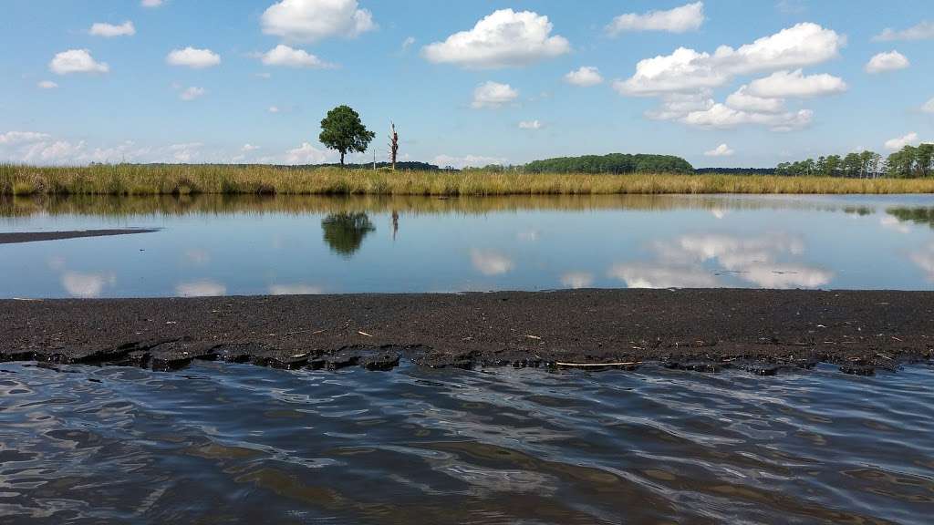 Blackwater National Wildlife Refuge | Maryland