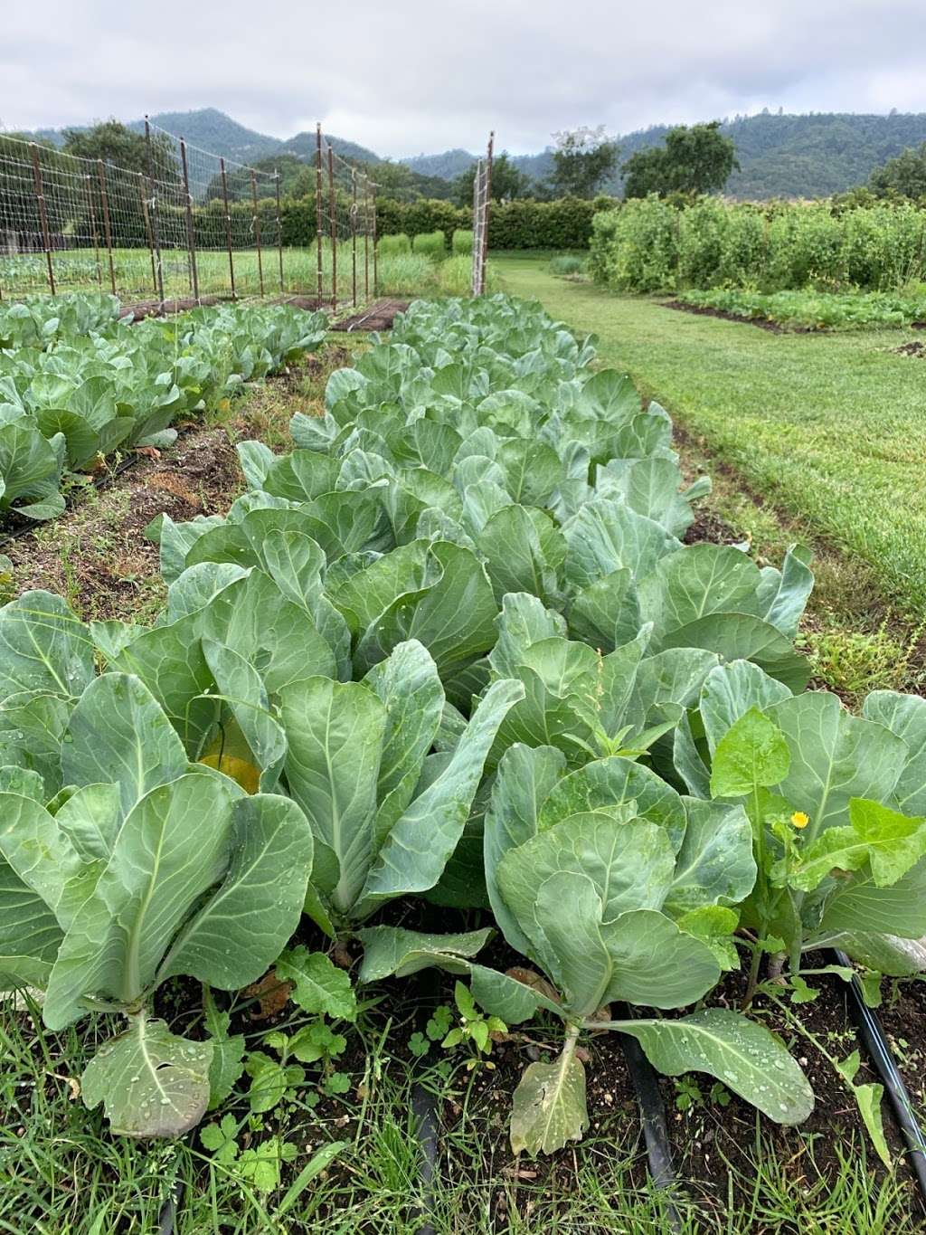 The French Laundry Garden | 6639 Washington St #6601, Yountville, CA 94599 | Phone: (707) 363-9552