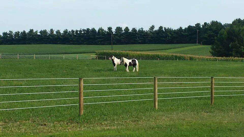 Grove Point Stables | 1855 Grove Neck Rd, Earleville, MD 21919, USA | Phone: (252) 305-3421