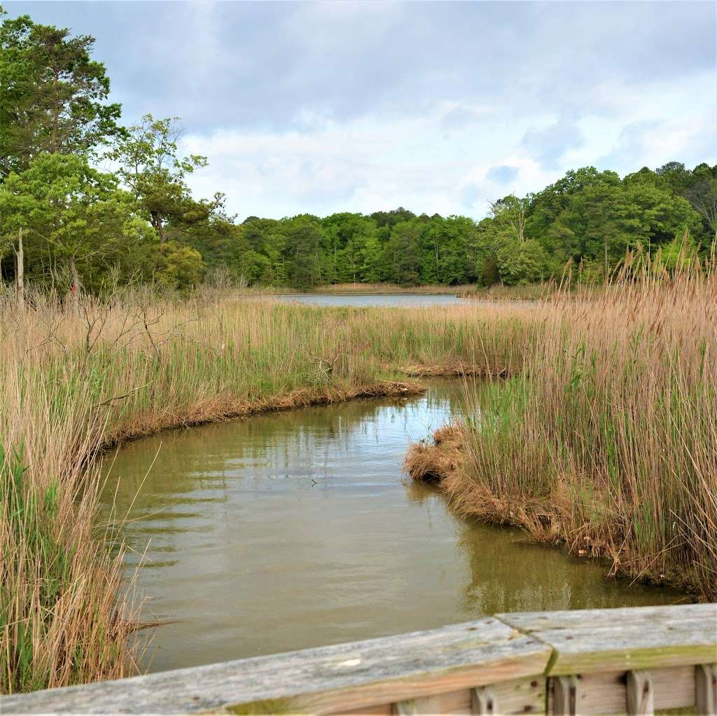 The Elms Wildlife Management Area | Lexington Park, MD 20653, USA