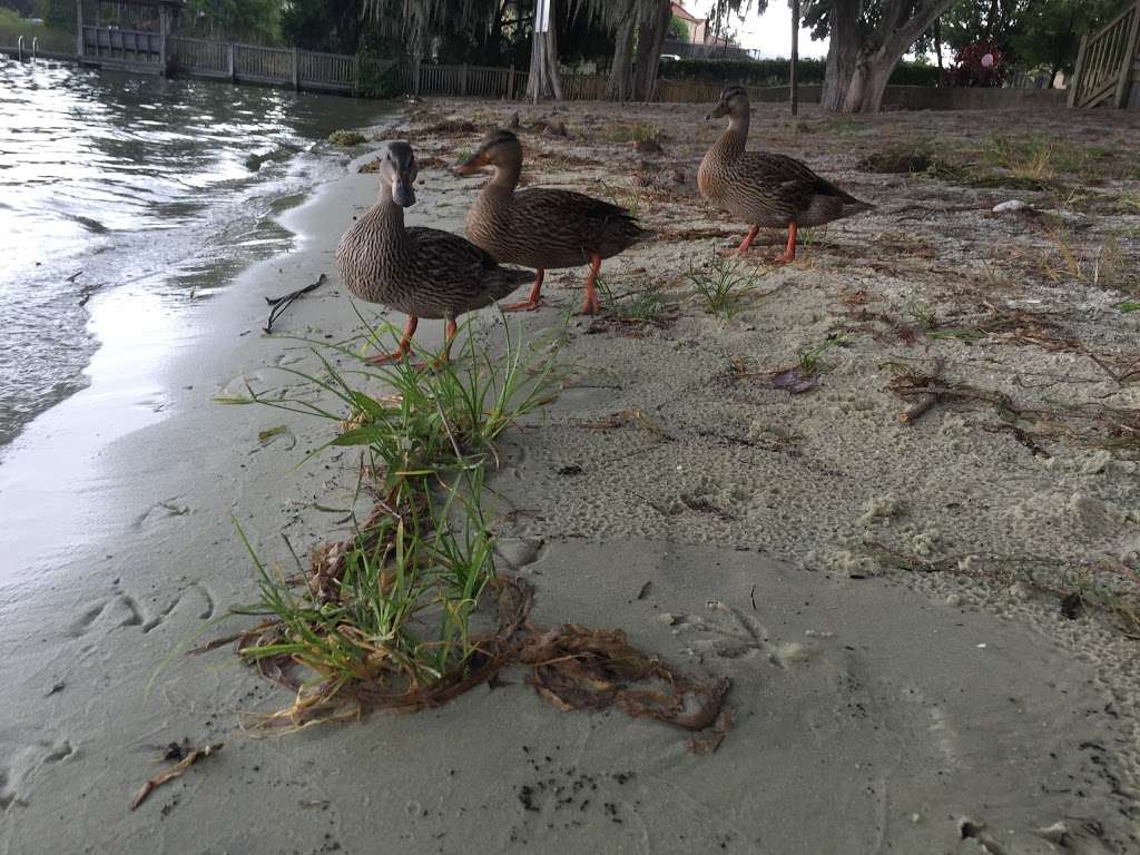 Dinky Dock Park ; County Park Public Works Department | 410 Ollie Ave, Winter Park, FL 32789 | Phone: (407) 599-3599