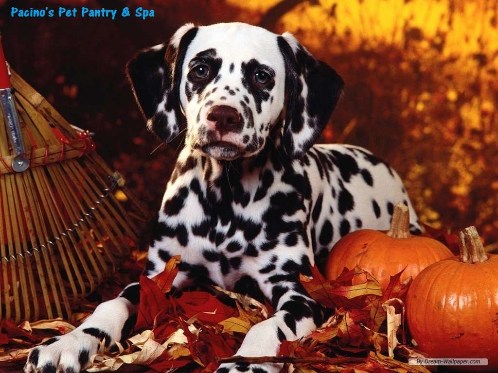 Pacinos Pet Pantry & Spa | 1182 E State Rd 434, Winter Springs, FL 32708, USA | Phone: (407) 542-8657