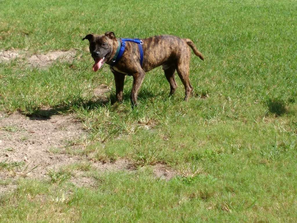 Mt Dora Dog Park | 1550 E 11th Ave, Mt Dora, FL 32757 | Phone: (352) 735-7183