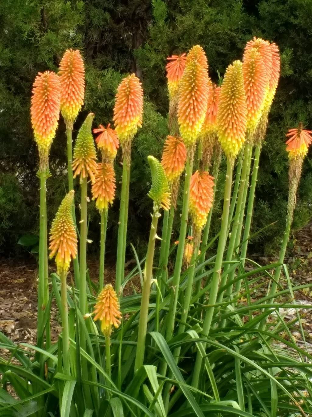 UC Davis Arboretum Gazebo | Garrod Dr, Davis, CA 95616 | Phone: (530) 752-4880