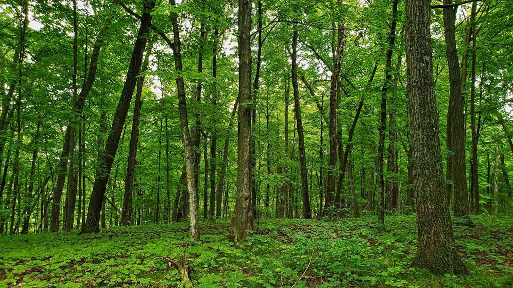 Texas Island Woods State Natural Area | Froelich Rd, Helenville, WI 53137 | Phone: (888) 936-7463