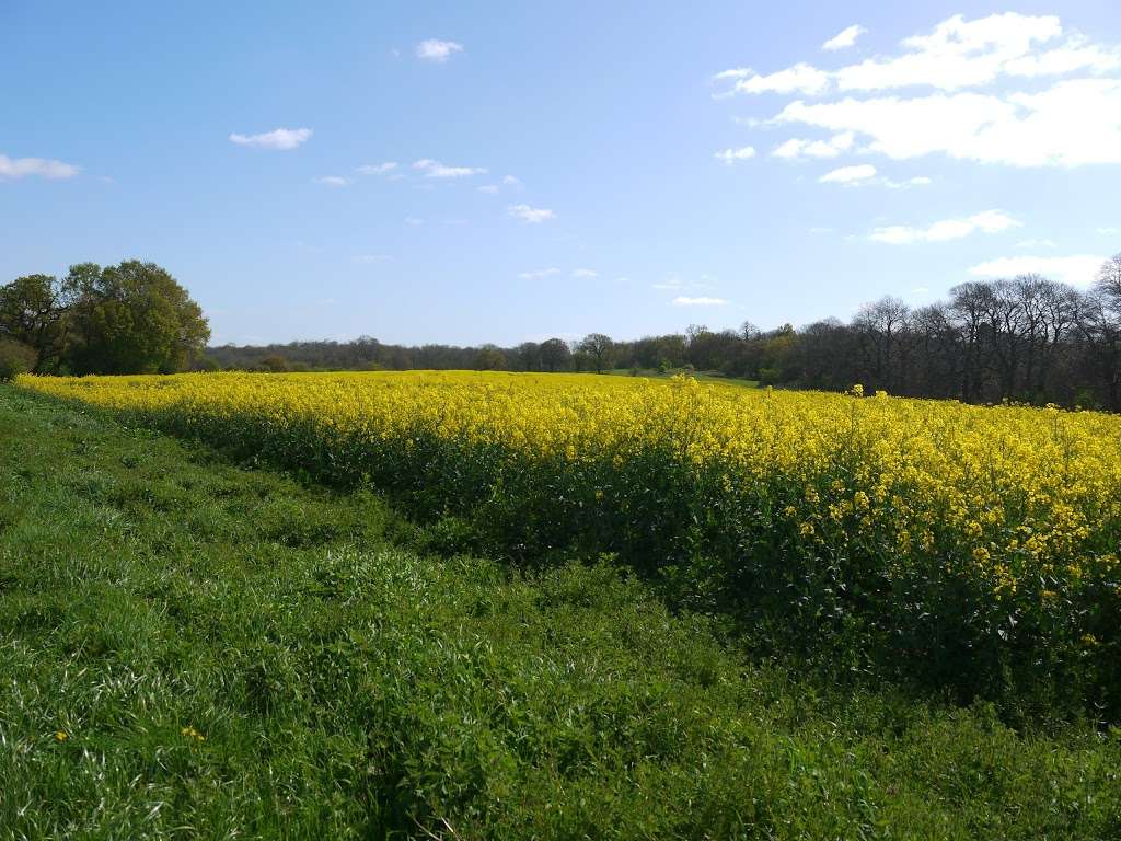 Cobham Wood and Mausoleum | Rochester DA12 3BS, UK | Phone: 01474 816764