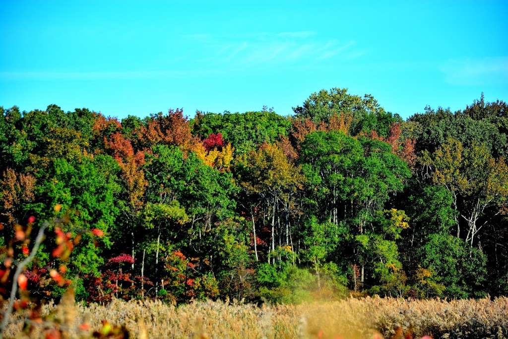 Black Marsh Natural Area | Millers Island Blvd, Edgemere, MD 21219, USA