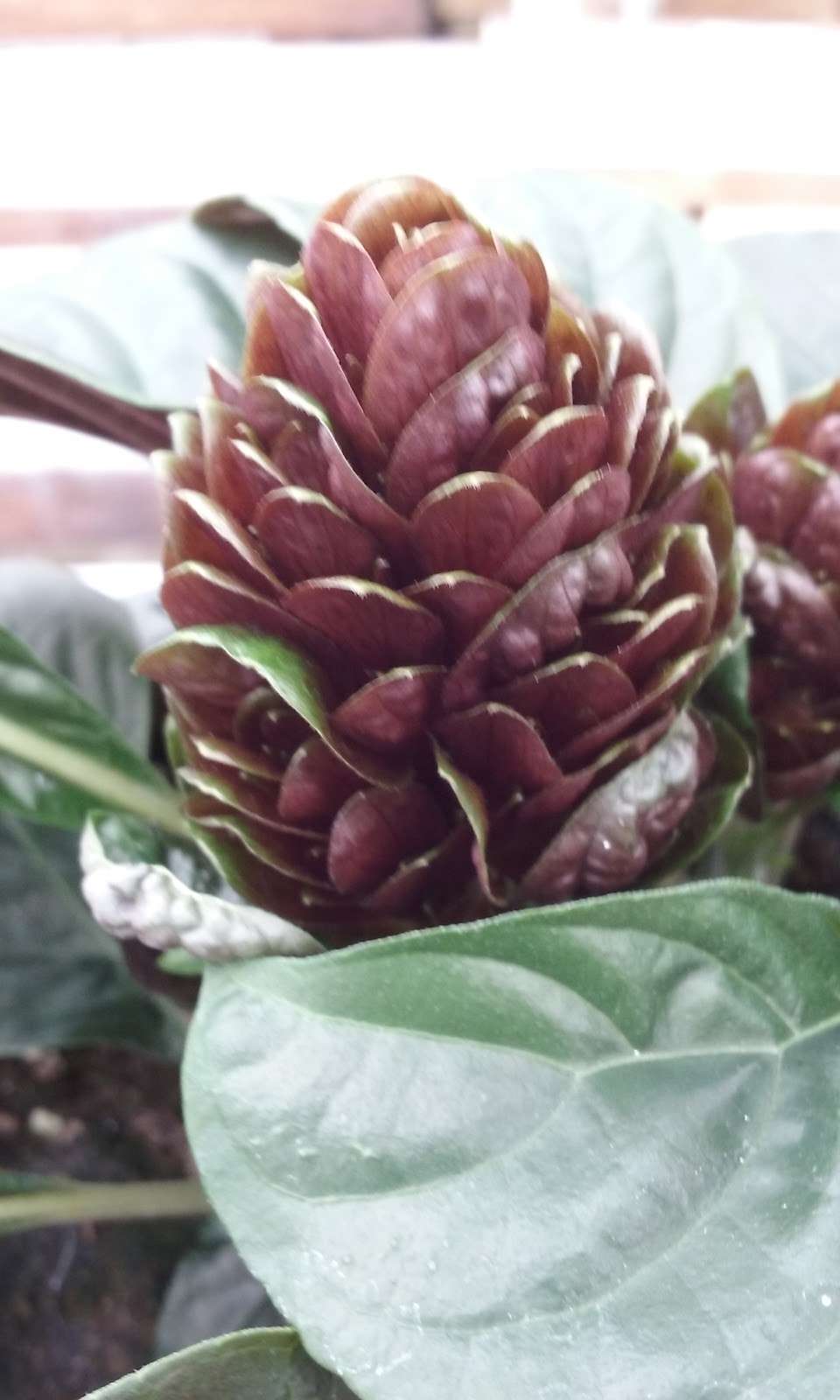 Esbenshades Garden Centers & Greenhouse | 1749 Bowmansville Rd, Mohnton, PA 19540, USA | Phone: (717) 445-6055 Esbenshades Garden Centers & Greenhouse | 1749 Bowmansville Rd, Mohnton, PA 19540, USA | Phone: (717) 445-6055