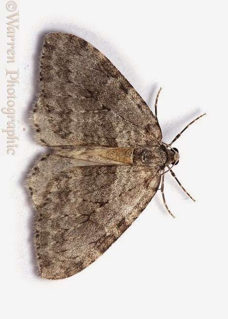 London Pest Solutions | 87 N End Rd, London NW11 7RL, UK | Phone: 020 8226 5777