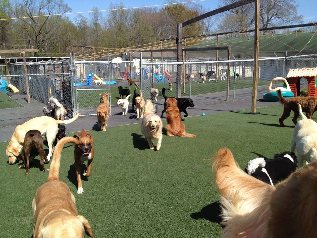 Beechnut Kennels | 525 Central Ave E, Edgewater, MD 21037, USA | Phone: (410) 798-4304